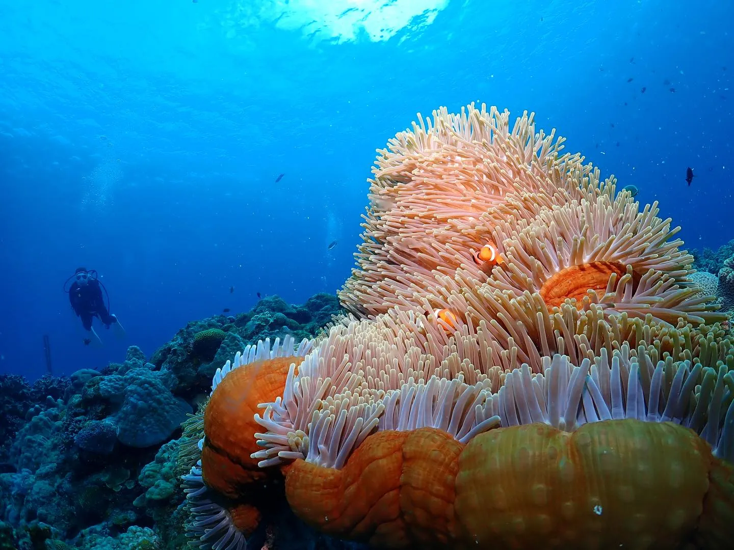 3月20日慶良間、チービシダイビング🤿