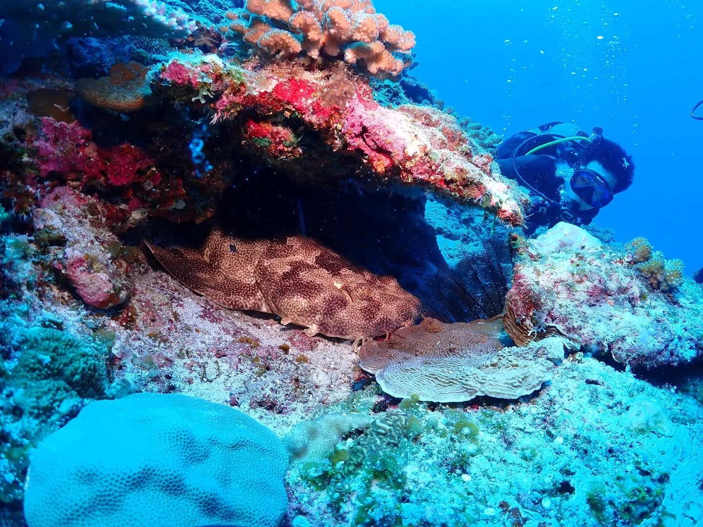 4月13日慶良間ダイビング🤿