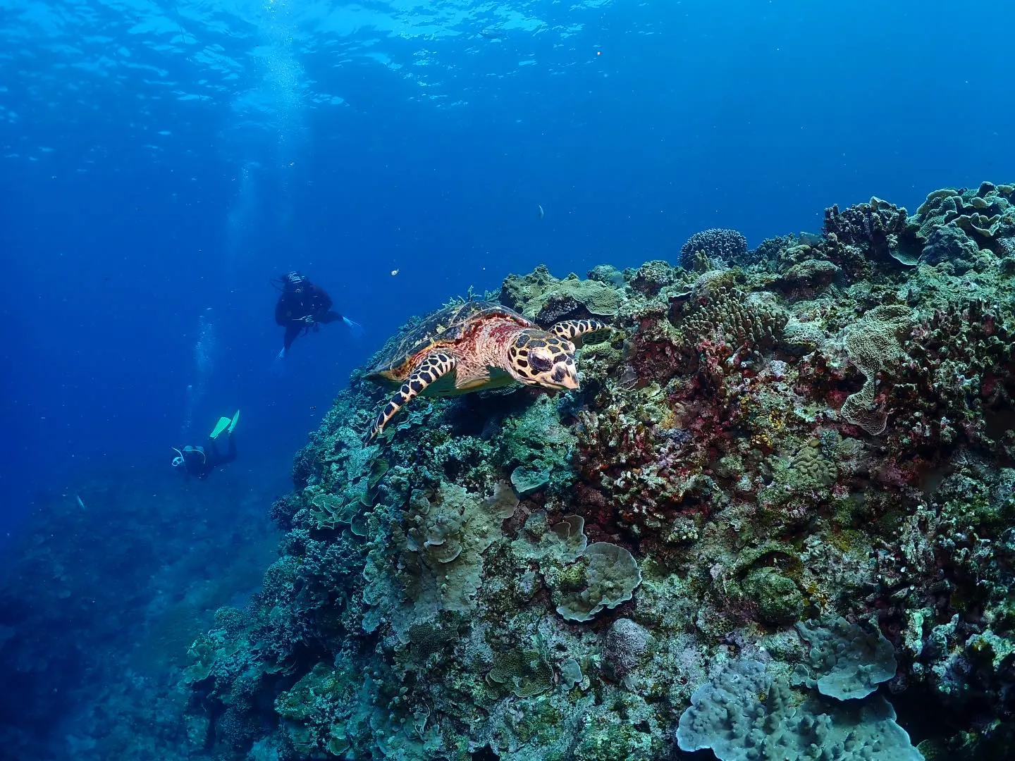 4月13日慶良間ダイビング🤿