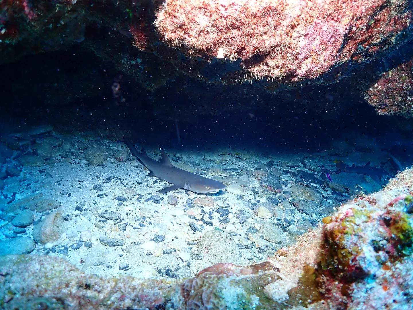 4月13日慶良間ダイビング🤿