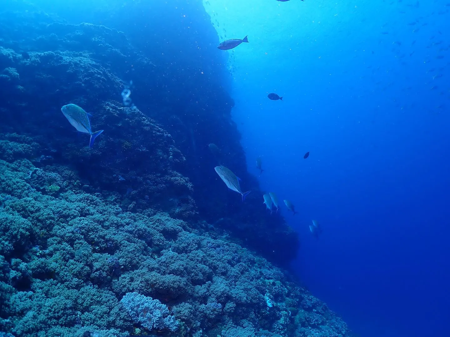 4月13日慶良間ダイビング🤿
