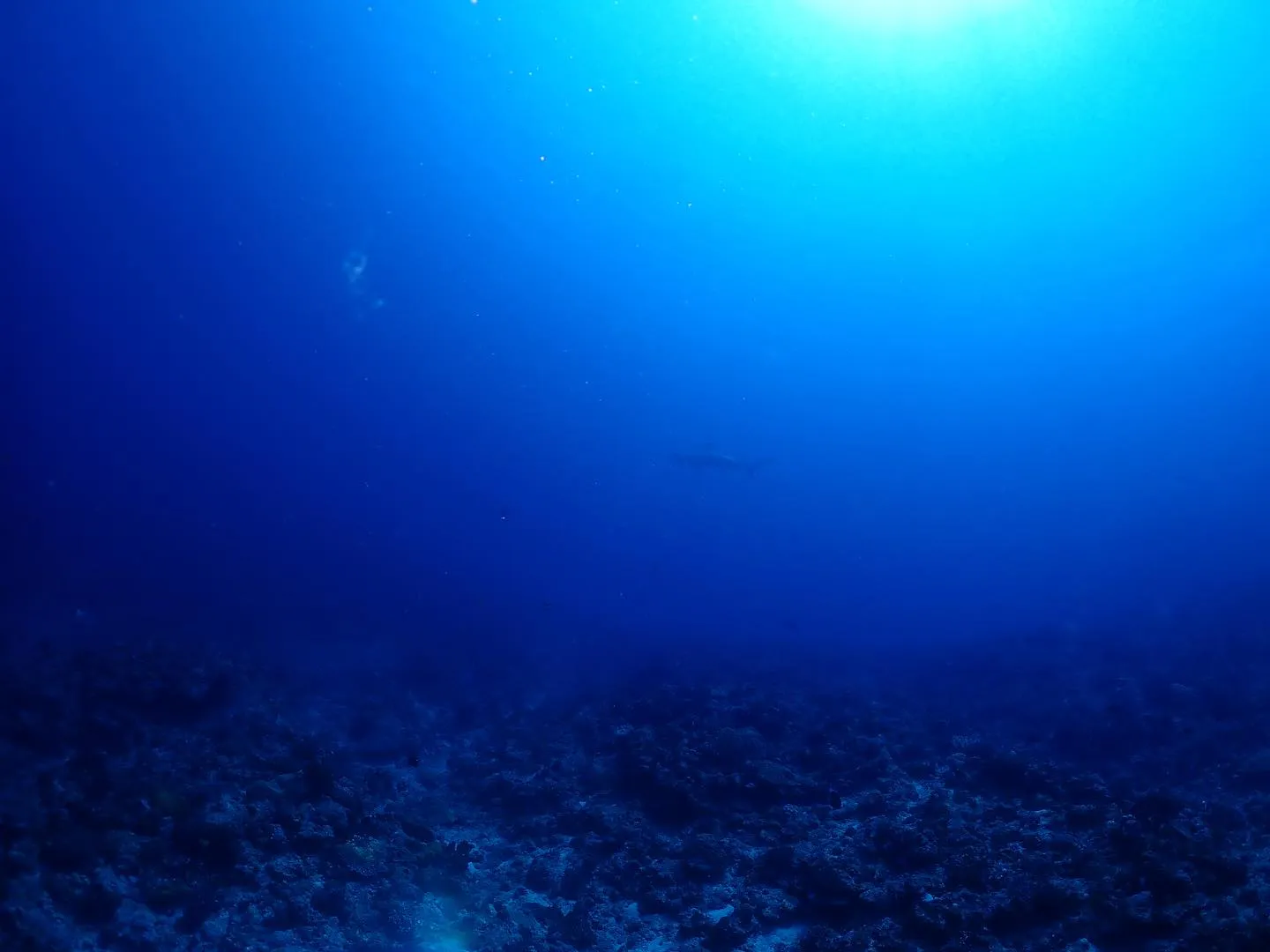 4月13日慶良間ダイビング🤿