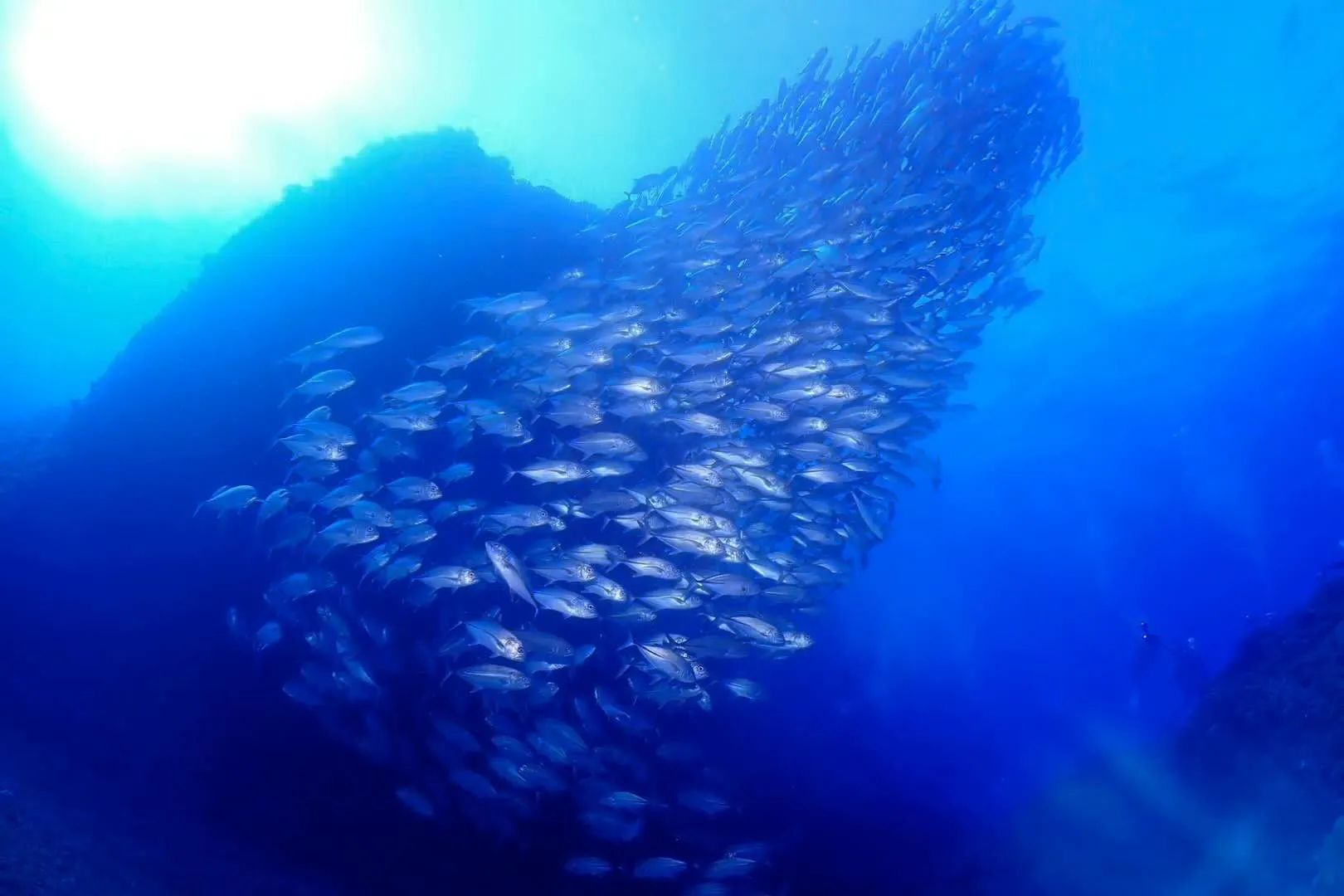 5月11日　粟国遠征ダイビング　🤿