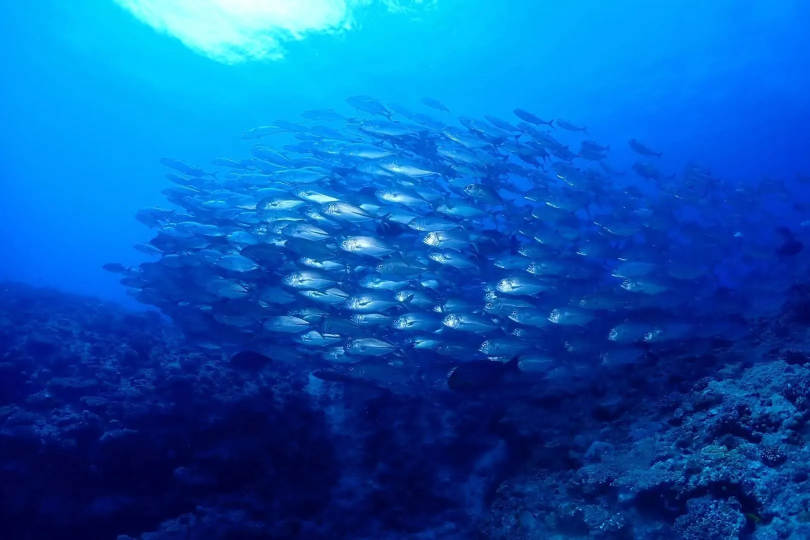 5月19日　粟国ダイビング　🤿