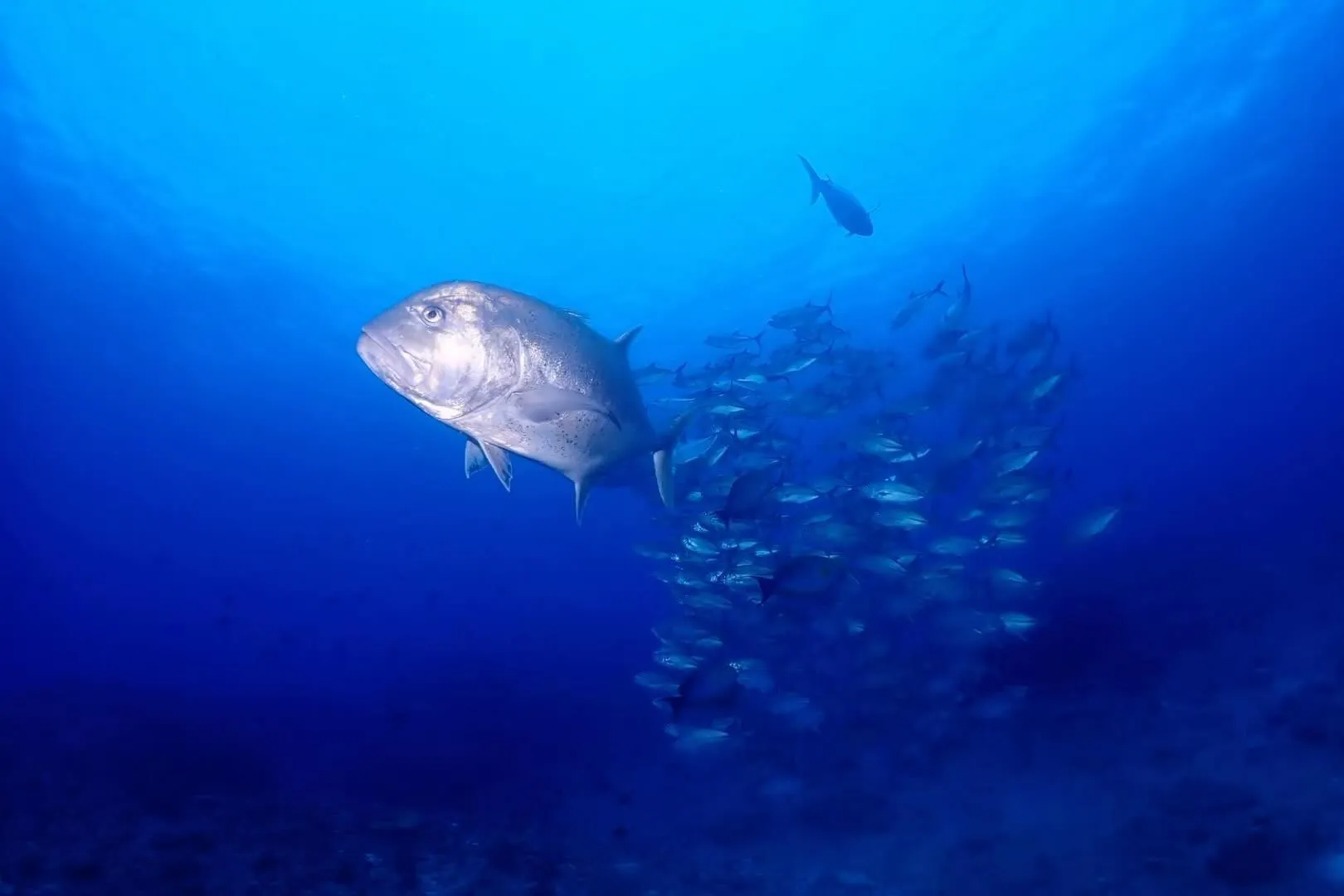 5月26日　粟国遠征ダイビング　🤿