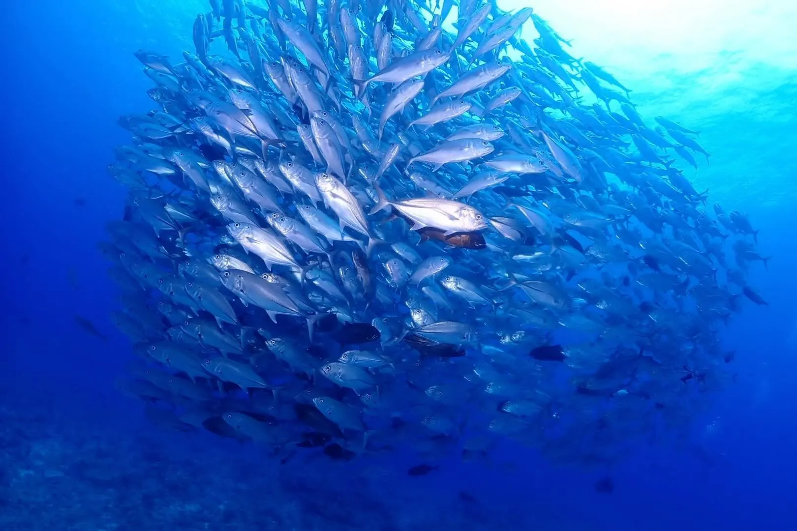 6月1日 粟国遠征ダイビング　🤿