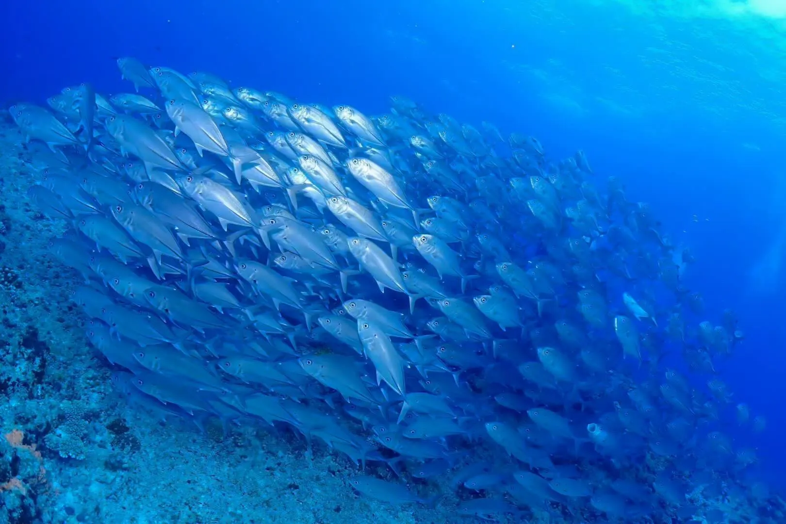 6月9日 粟国遠征ダイビング🤿