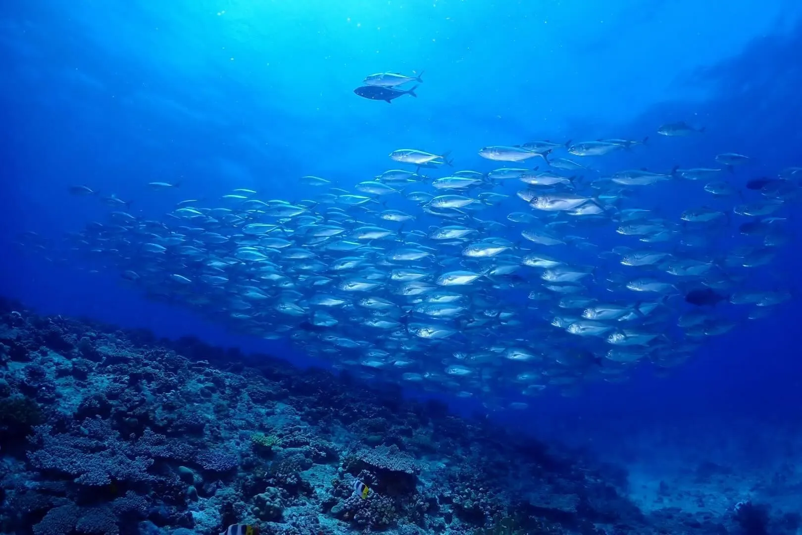 6月22日　粟国遠征ダイビング　🤿