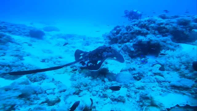 5月11日チービシダイビング🤿