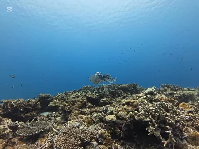 5月28日慶良間ダイビング🤿