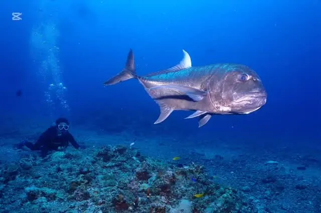 8月11日慶良間ダイビング🤿