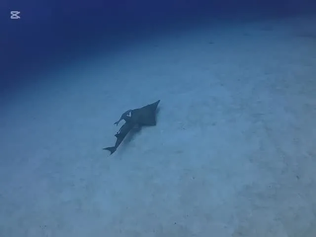 9月9日慶良間ダイビング