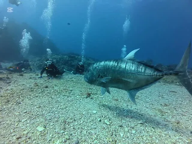12月13日慶良間ダイビング🤿