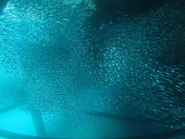 12月14日本島北部ビーチダイビング🤿