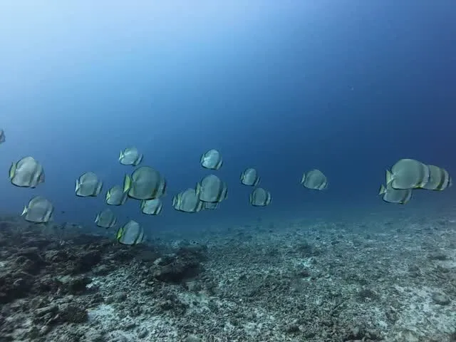 12月17日慶良間ダイビング🤿