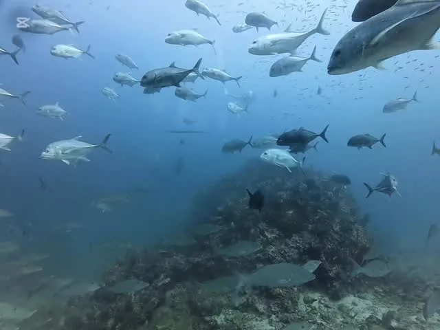 1月17日・18日シミランクルーズ🛳️