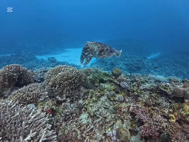 1月29日慶良間ダイビング🤿