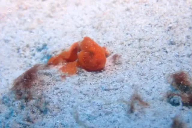 1月30日慶良間ダイビング🤿