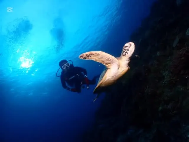 1月31日慶良間ダイビング🤿