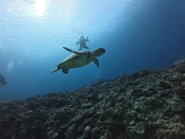 2月4日慶良間ダイビング🤿