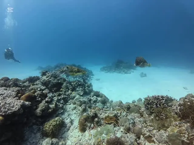 2月10日慶良間ダイビング🤿
