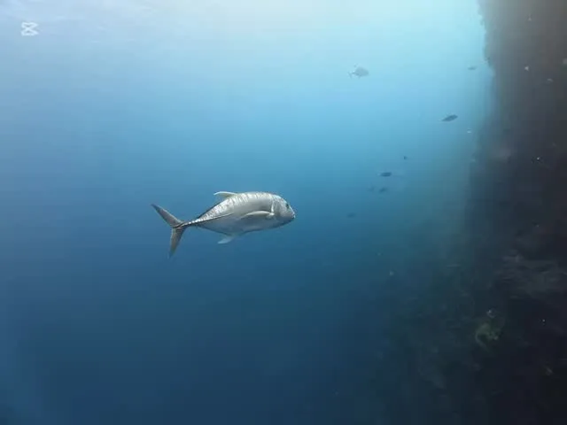 2月13日慶良間ダイビング🤿