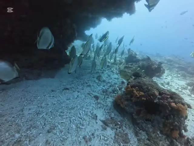 2月14日慶良間ダイビング🤿