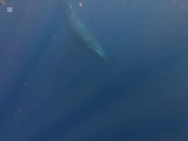 2月21日ホエールスイム🐳