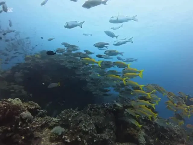 2月25日慶良間・万座ダイビング🤿