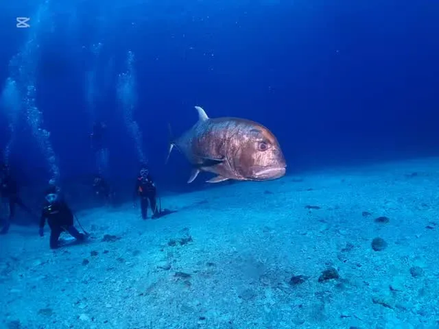 2月26日慶良間ダイビング🤿