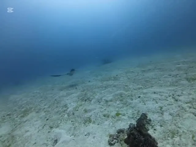 2月28日チービシダイビング🤿