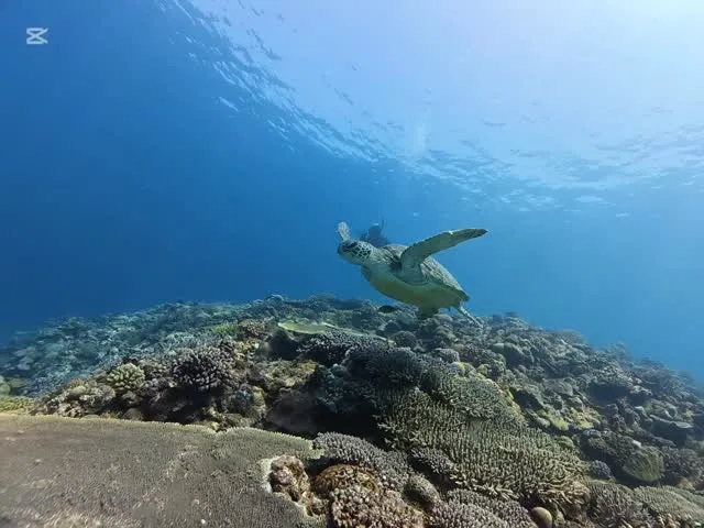 3月6日慶良間ダイビング🤿