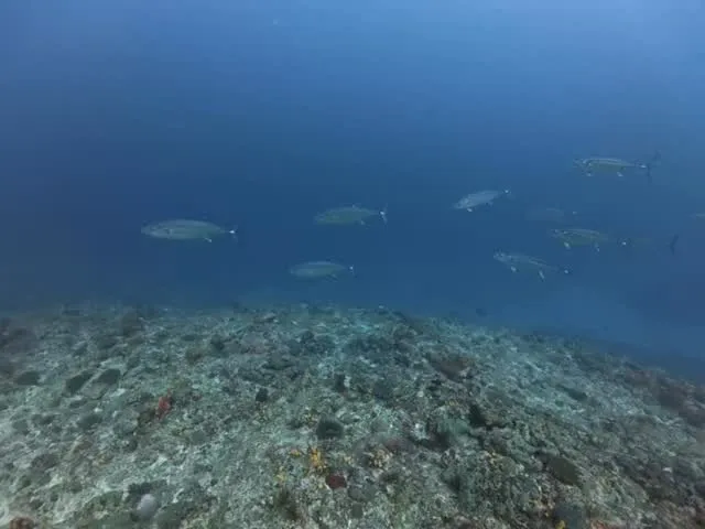 3月28日慶良間ダイビング🤿