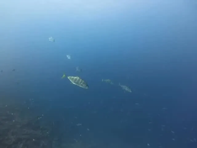 3月29日慶良間ダイビング🤿