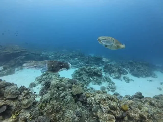 3月31日慶良間ダイビング🤿