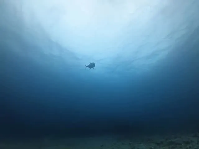 4月9日慶良間ダイビング🤿