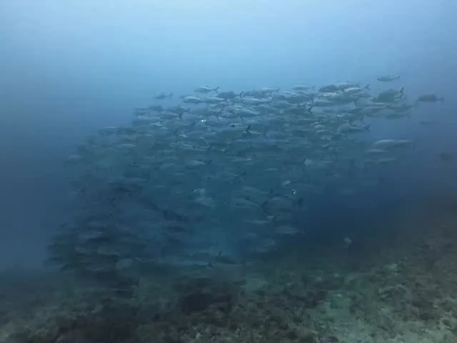 4月10日慶良間・チービシダイビング🤿