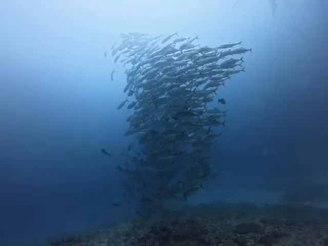 4月12日慶良間ダイビング🤿