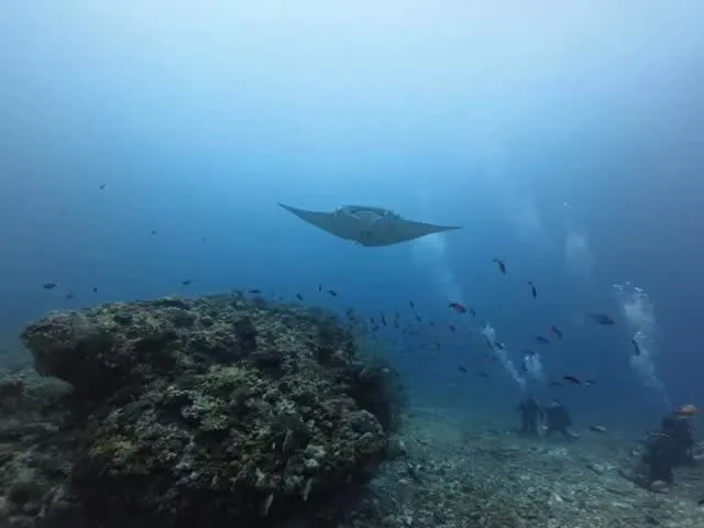 4月15日慶良間ダイビング🤿