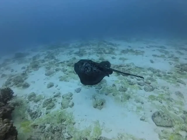 4月19日チービシダイビング🤿