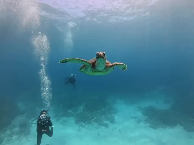 4月20日慶良間ダイビング🤿