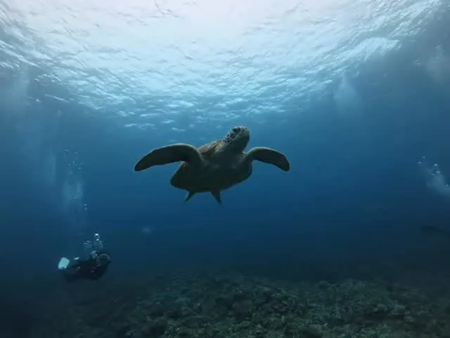 4月23日チービシダイビング🤿