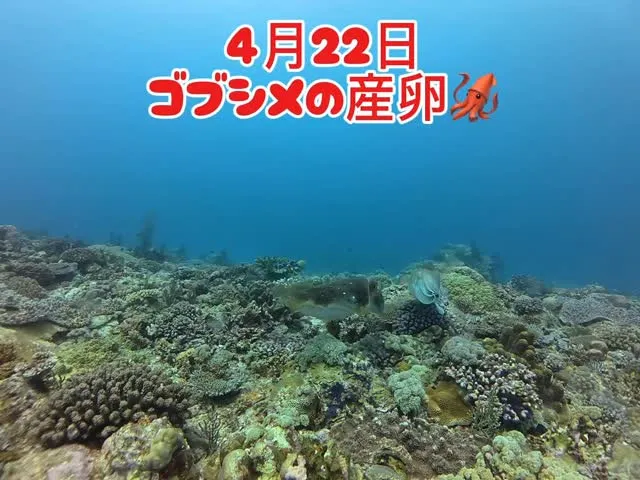 4月22日慶良間ダイビング🤿