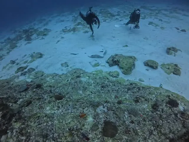 4月24日チービシダイビング🤿