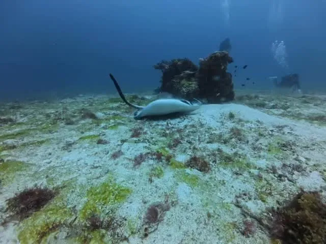 4月26日慶良間ダイビング🤿