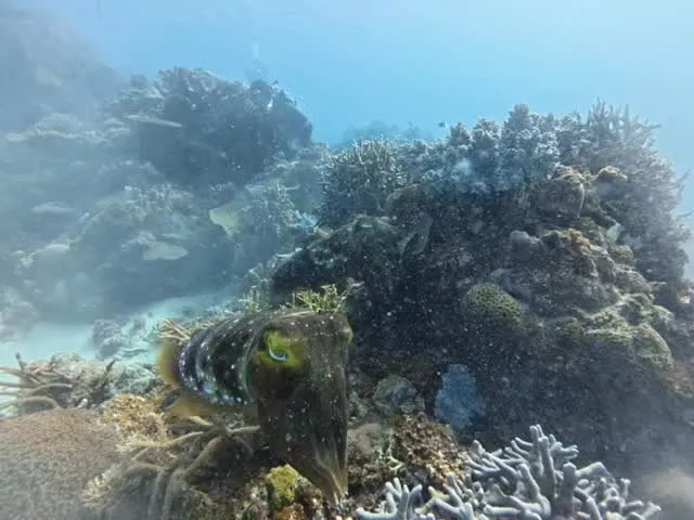 4月27日慶良間・チービシダイビング🤿