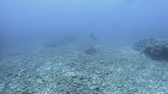 4月28日慶良間ダイビング🤿