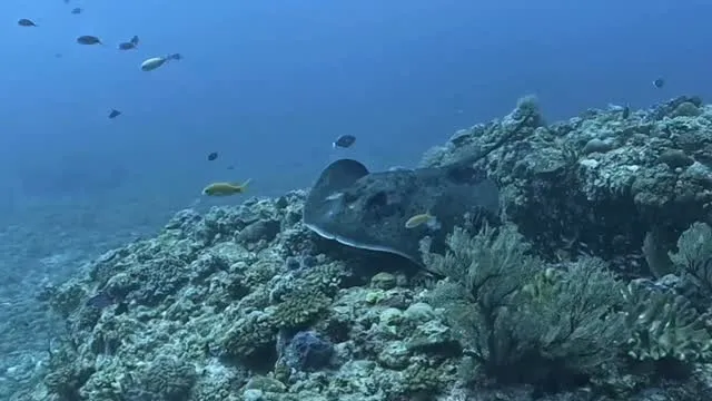 4月29日慶良間ダイビング🤿